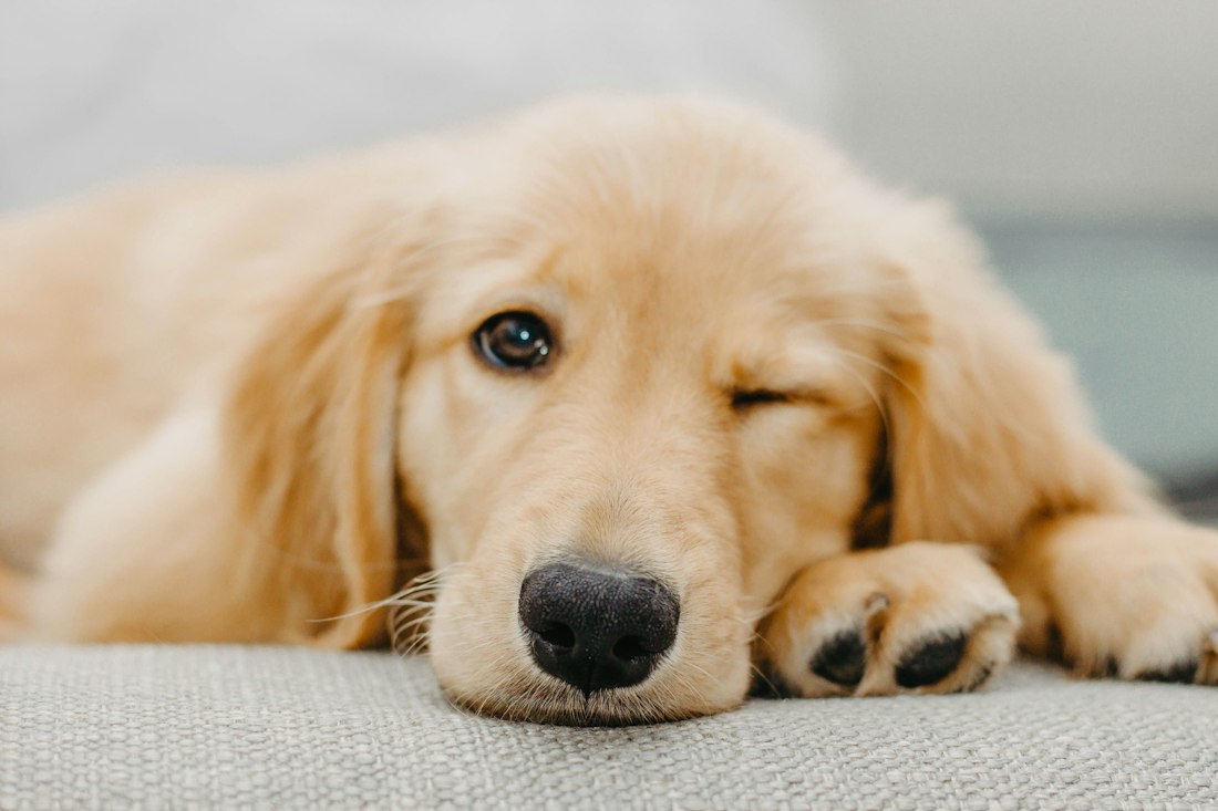 A golden retriever puppy resting on a soft blanket